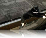 cat jumping roof