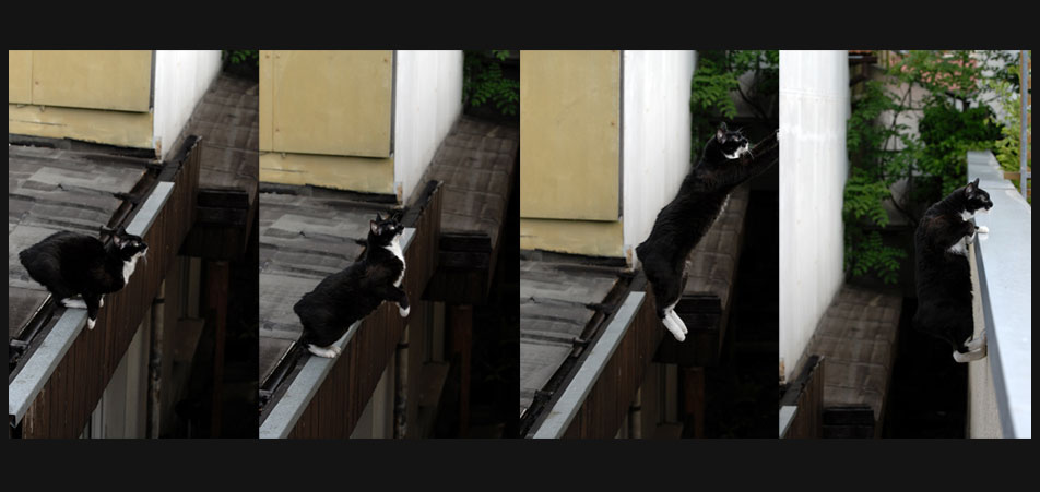 catjump